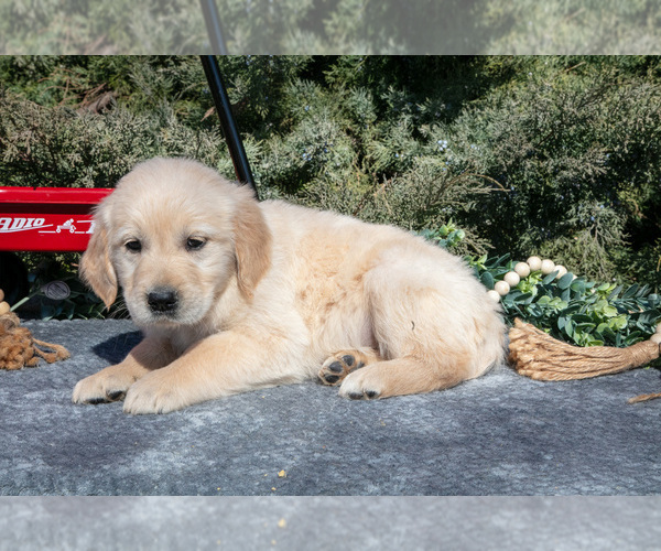 Medium Photo #7 English Cream Golden Retriever Puppy For Sale in ROCHESTER, IN, USA