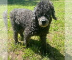 Small #1 Poodle (Miniature)