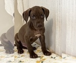 Small Photo #1 Great Dane Puppy For Sale in BEECH GROVE, IN, USA