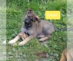 Small Photo #4 German Shepherd Dog Puppy For Sale in ASHEBORO, NC, USA