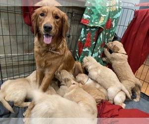 Mother of the Golden Retriever puppies born on 02/11/2023