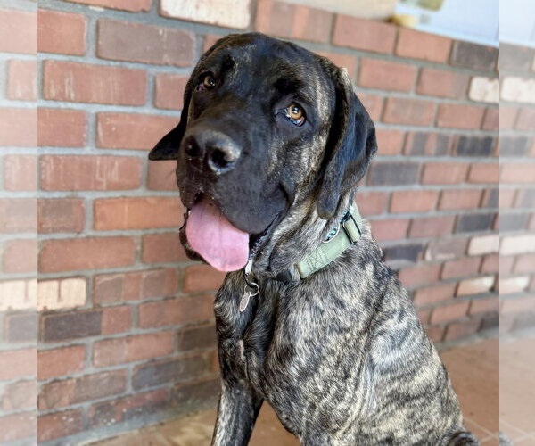 Medium Photo #6 Mutt Puppy For Sale in Goodyear, AZ, USA