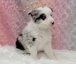 Small Photo #20 Border Collie Puppy For Sale in BLAKESBURG, IA, USA