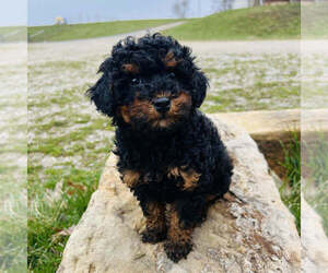 Aussiedoodle Miniature Puppy for sale in WILDWOOD, GA, USA