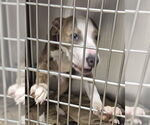 Small American Pit Bull Terrier