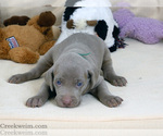 Puppy Dodger AKC Weimaraner