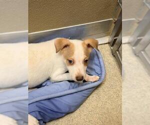 Siberian Husky-Unknown Mix Dogs for adoption in San Antonio, TX, USA
