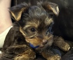 Small #2 Yorkshire Terrier