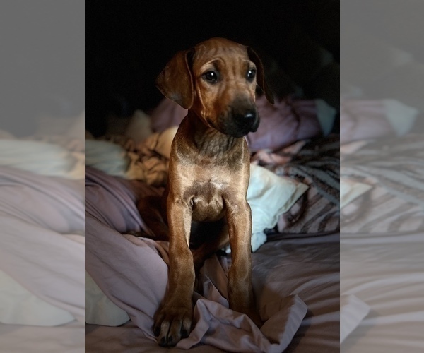 Medium Photo #1 Rhodesian Ridgeback Puppy For Sale in SCOTTSDALE, AZ, USA