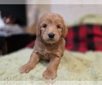 Small #6 Goldendoodle