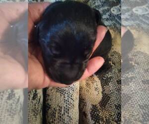 Great Dane Puppy for sale in SEVIERVILLE, TN, USA