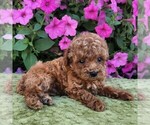 Small Photo #3 Poodle (Toy) Puppy For Sale in ARTHUR, IL, USA