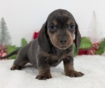 Small #5 Dachshund