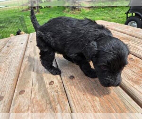 Medium Photo #4 Goldendoodle Puppy For Sale in LEON, KS, USA