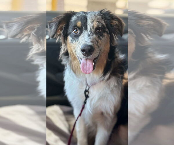 Medium Photo #1 Australian Shepherd Puppy For Sale in Dallas, TX, USA