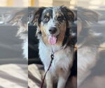 Small Australian Shepherd