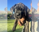 Puppy Moose Cane Corso