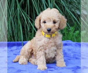 Goldendoodle-Poodle (Miniature) Mix Puppy for sale in MYERSTOWN, PA, USA