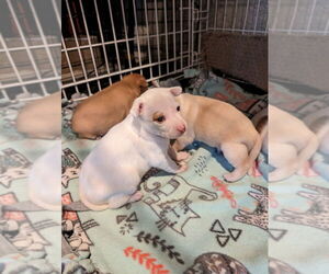 Dachshund-Unknown Mix Dogs for adoption in San Bernardino, CA, USA