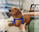Small #16 Dachshund