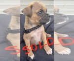 Small Photo #35 Boxer Puppy For Sale in LUCERNE VALLEY, CA, USA