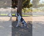 Puppy Xena Great Dane