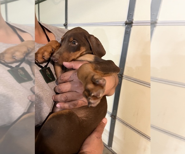Medium Photo #3 Doberman Pinscher Puppy For Sale in HESPERIA, CA, USA