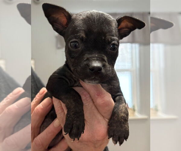 Medium Photo #2 Mutt Puppy For Sale in Clarkston, MI, USA