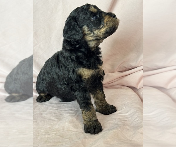 Medium Photo #8 Bernedoodle (Miniature) Puppy For Sale in LONGMONT, CO, USA