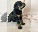 Belinda - Female Bernedoodle (Miniature) Puppy for Sale - Photo #8