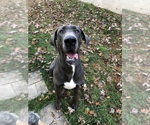 Great Dane Puppy for sale in CHARLOTTE, NC, USA