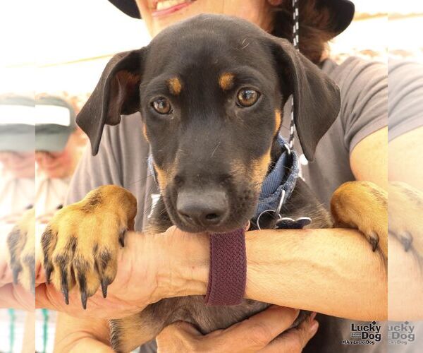 Medium Photo #1 Dachshund-Unknown Mix Puppy For Sale in Washington, DC, USA
