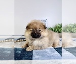 Small #4 Pomeranian