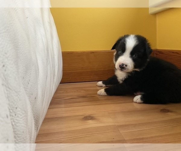 Medium Photo #6 Border Collie Puppy For Sale in KANSAS CITY, MO, USA