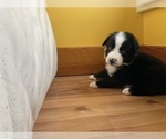 Small Photo #31 Border Collie Puppy For Sale in KANSAS CITY, MO, USA