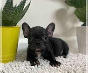 French Bulldog Puppy for sale in JOHNS ISLAND, SC, USA