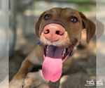 Small #8 Labrador Retriever Mix