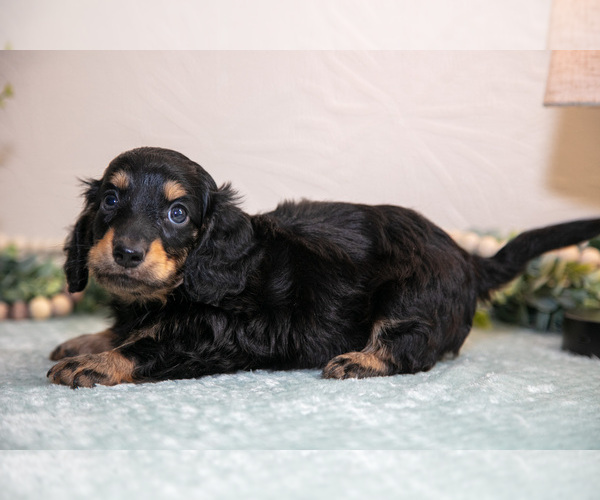 Medium Photo #3 Dachshund Puppy For Sale in NAPPANEE, IN, USA