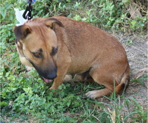 Pickles - Female Staffordshire Bull Terrier Dog for Adoption - Photo #3