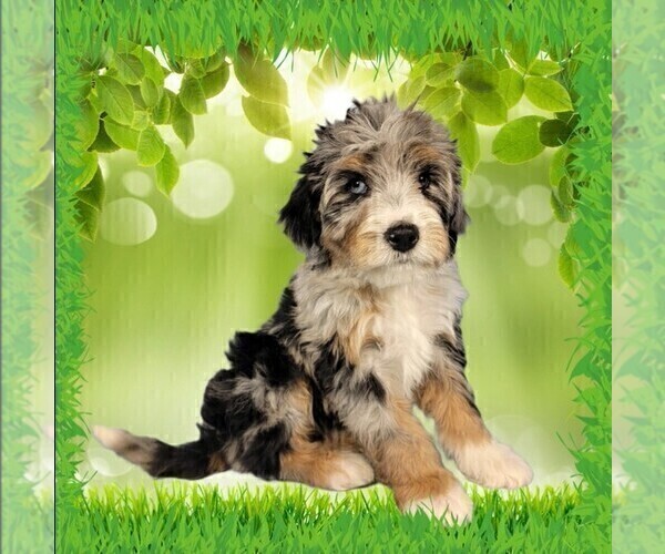 Medium Photo #1 Bernedoodle (Miniature) Puppy For Sale in BLACK FOREST, CO, USA