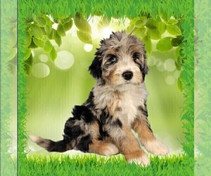 Medium Bernedoodle (Miniature)