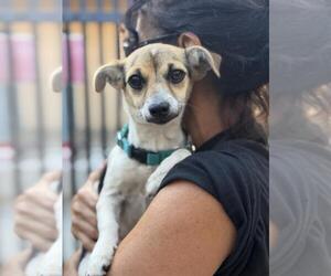 Chihuahua Dogs for adoption in Santa Maria, CA, USA