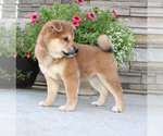 Small Photo #2 Shiba Inu Puppy For Sale in CANTON, SD, USA