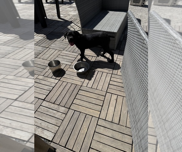 Medium Photo #3 Cane Corso Puppy For Sale in STUART, IA, USA