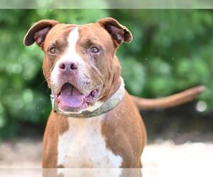 American Bulldog-Unknown Mix Dogs for adoption in Tavares, FL, USA