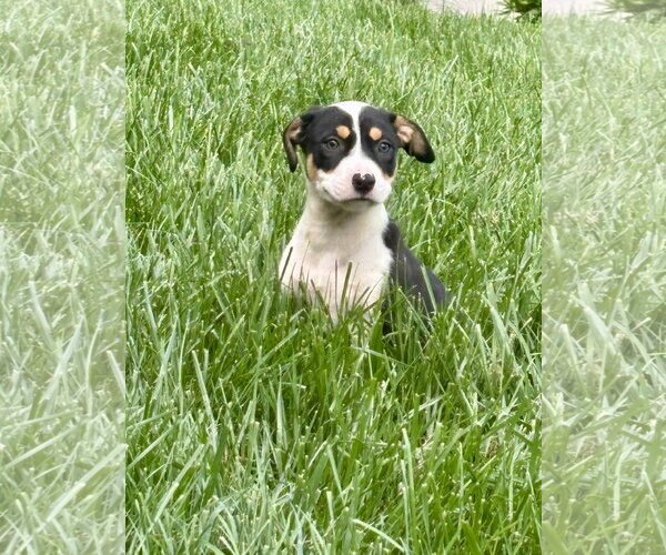 Medium Photo #2 Mutt Puppy For Sale in Hillsboro, MO, USA