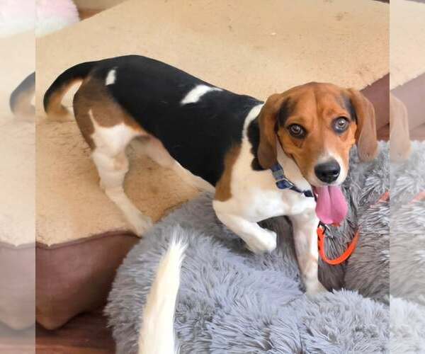 Medium Photo #5 Bagle Hound Puppy For Sale in Las Vegas, NV, USA