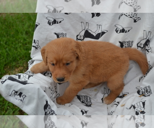 Medium Photo #4 Golden Retriever Puppy For Sale in GREENWOOD, WI, USA