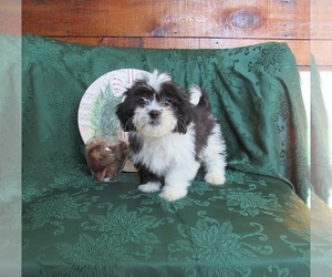 Zuchon Puppy for sale in LE MARS, IA, USA