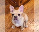 Small Photo #20 French Bulldog Puppy For Sale in LEES SUMMIT, MO, USA